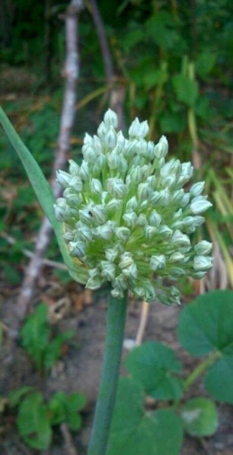 Allium cepa