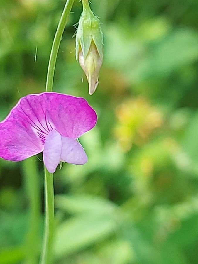 Lathyrus hirsutus