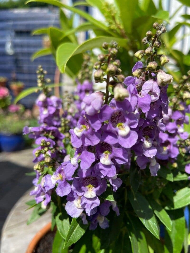 Angelonia biflora