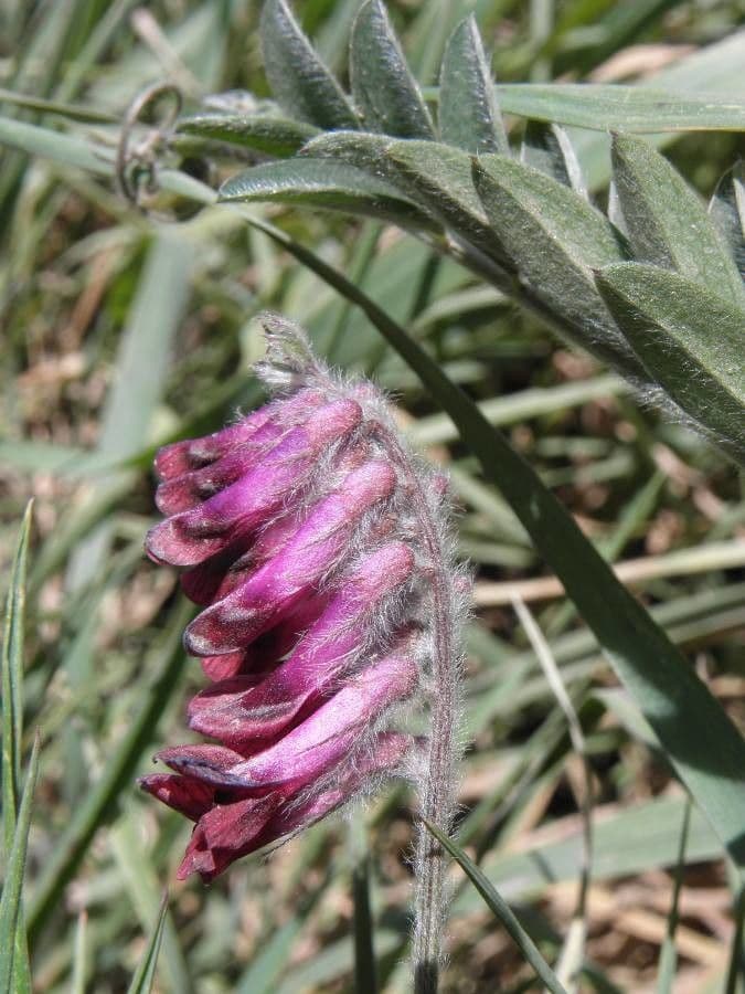 Vicia benghalensis