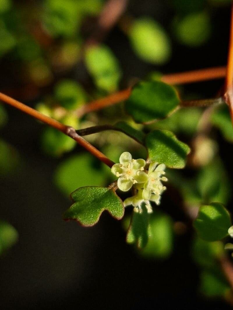 Muehlenbeckia complexa