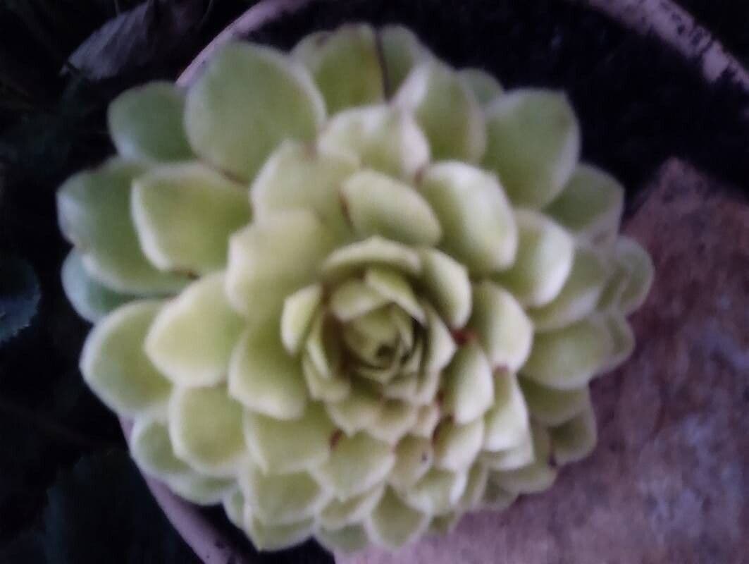 Aeonium castello-paivae