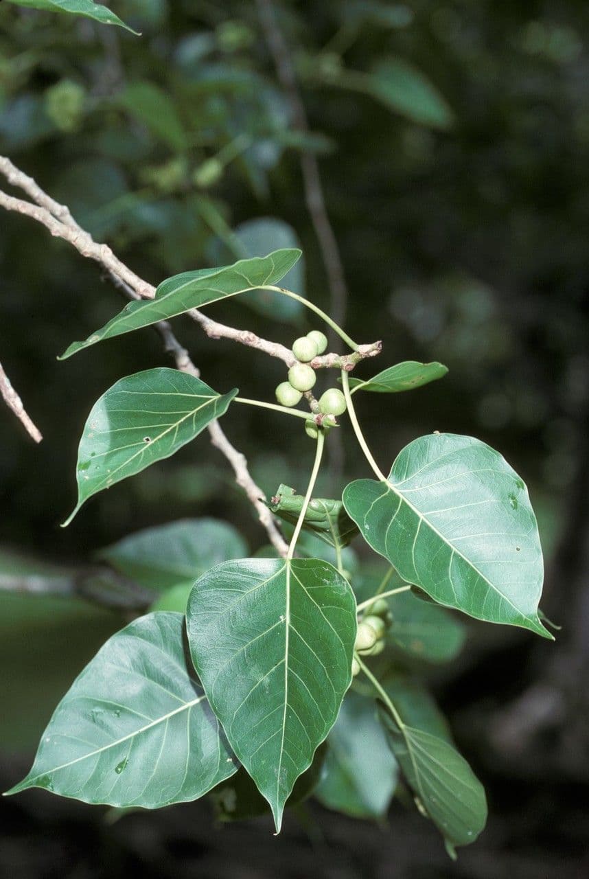 Ficus religiosa