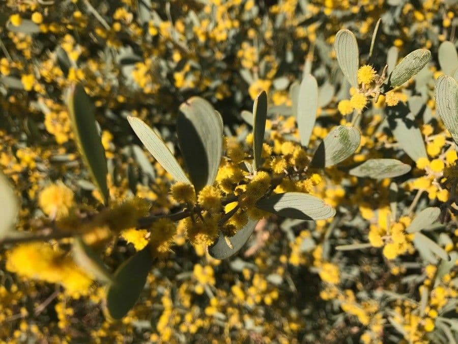 Acacia redolens