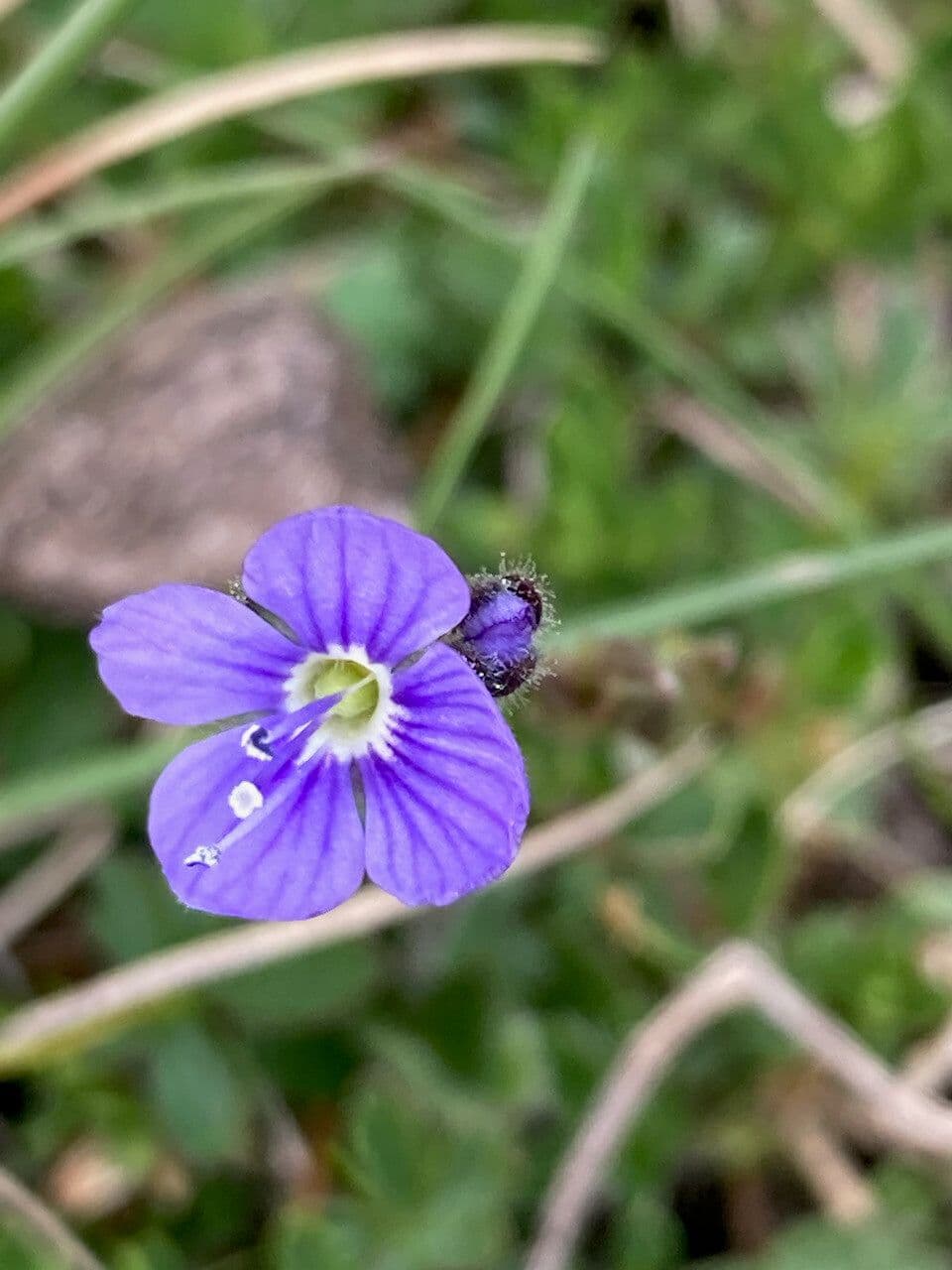 Veronica aphylla