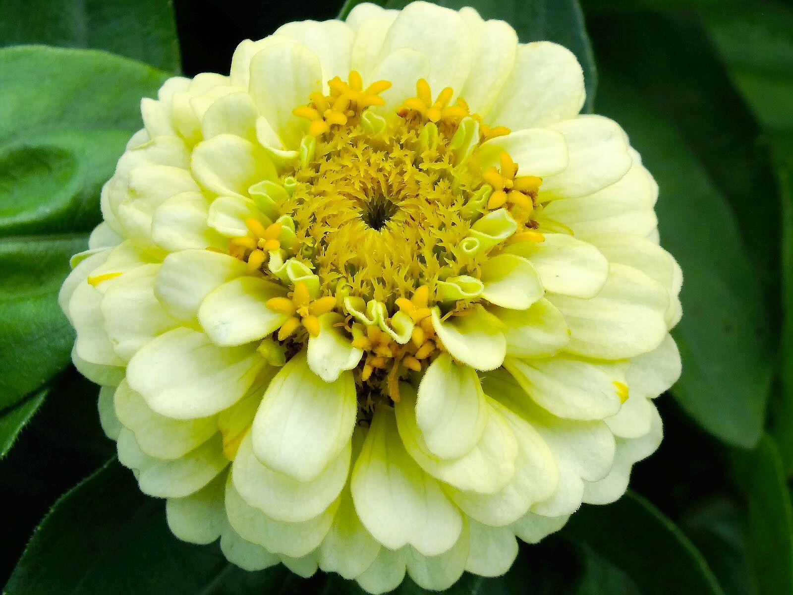 Zinnia peruviana