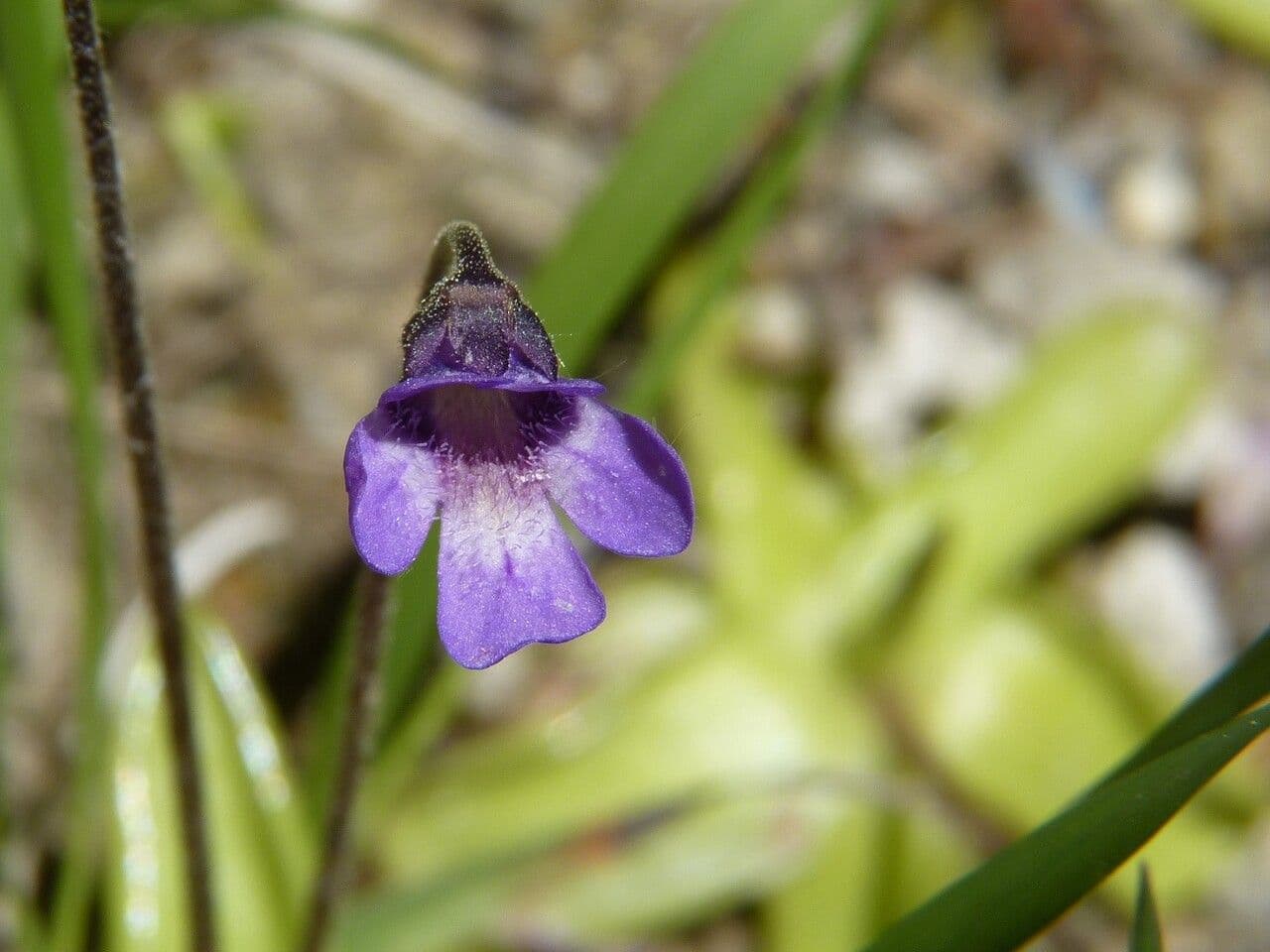 Pinguicula vulgaris