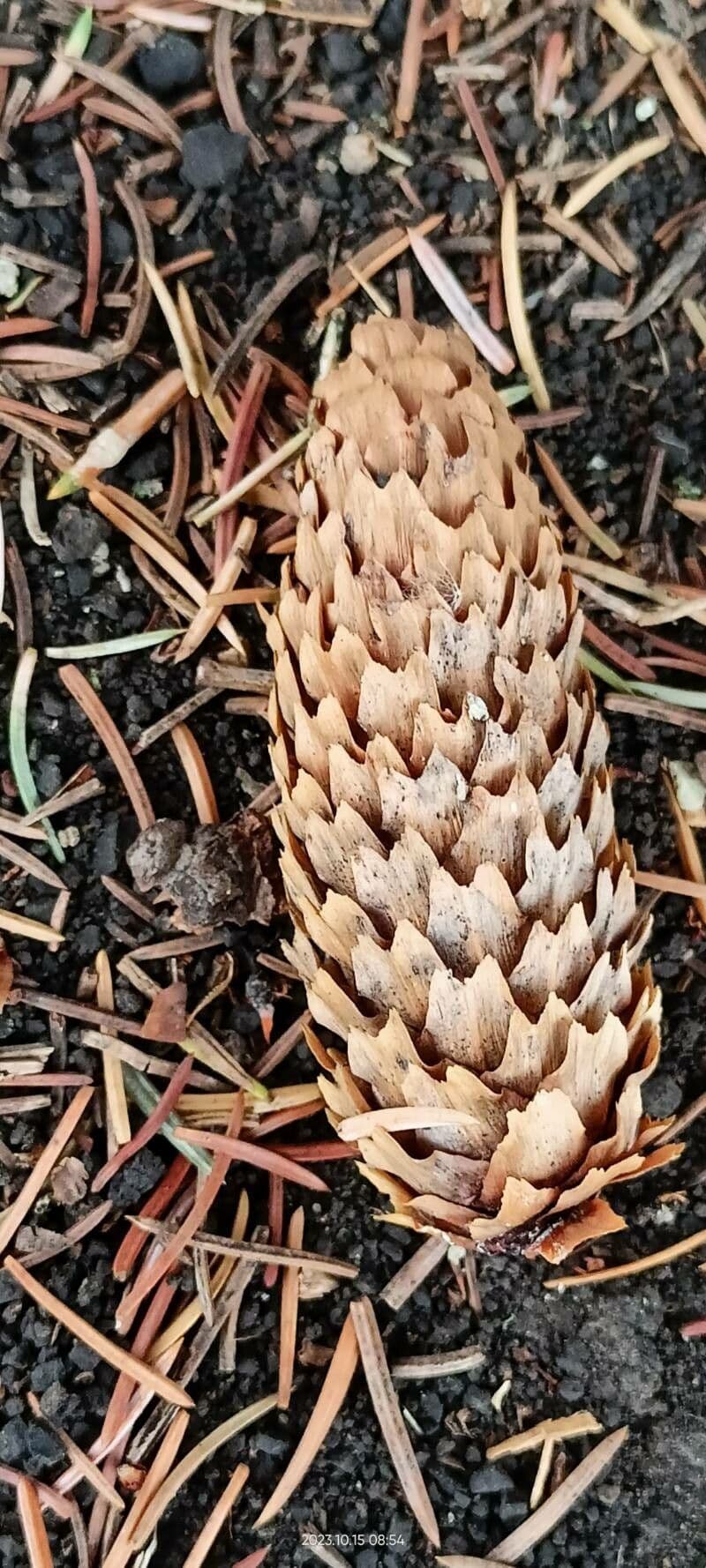 Picea pungens