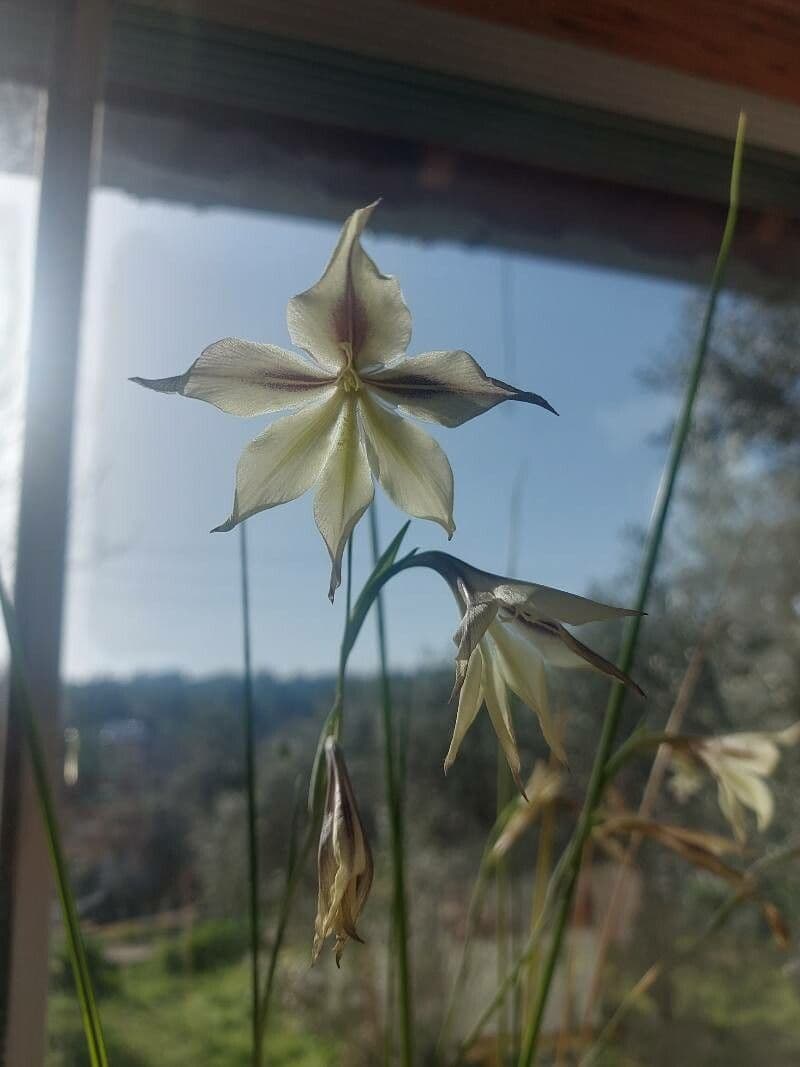 Gladiolus tristis