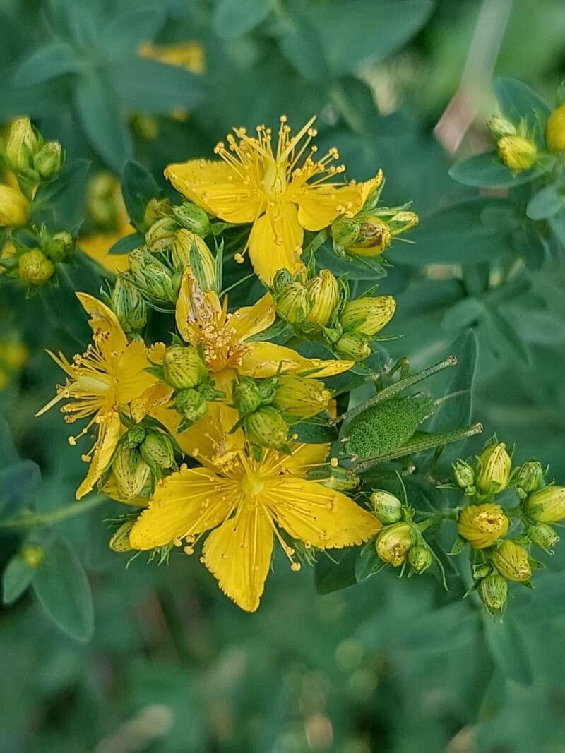 Hypericum maculatum