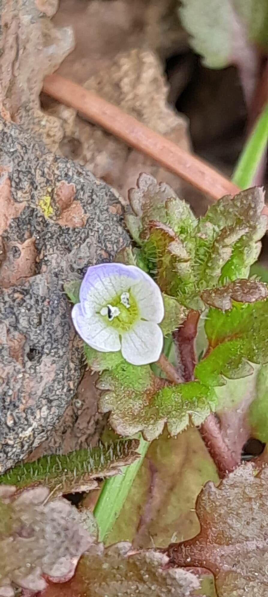 Veronica agrestis