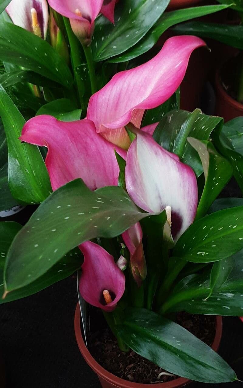 Zantedeschia rehmannii