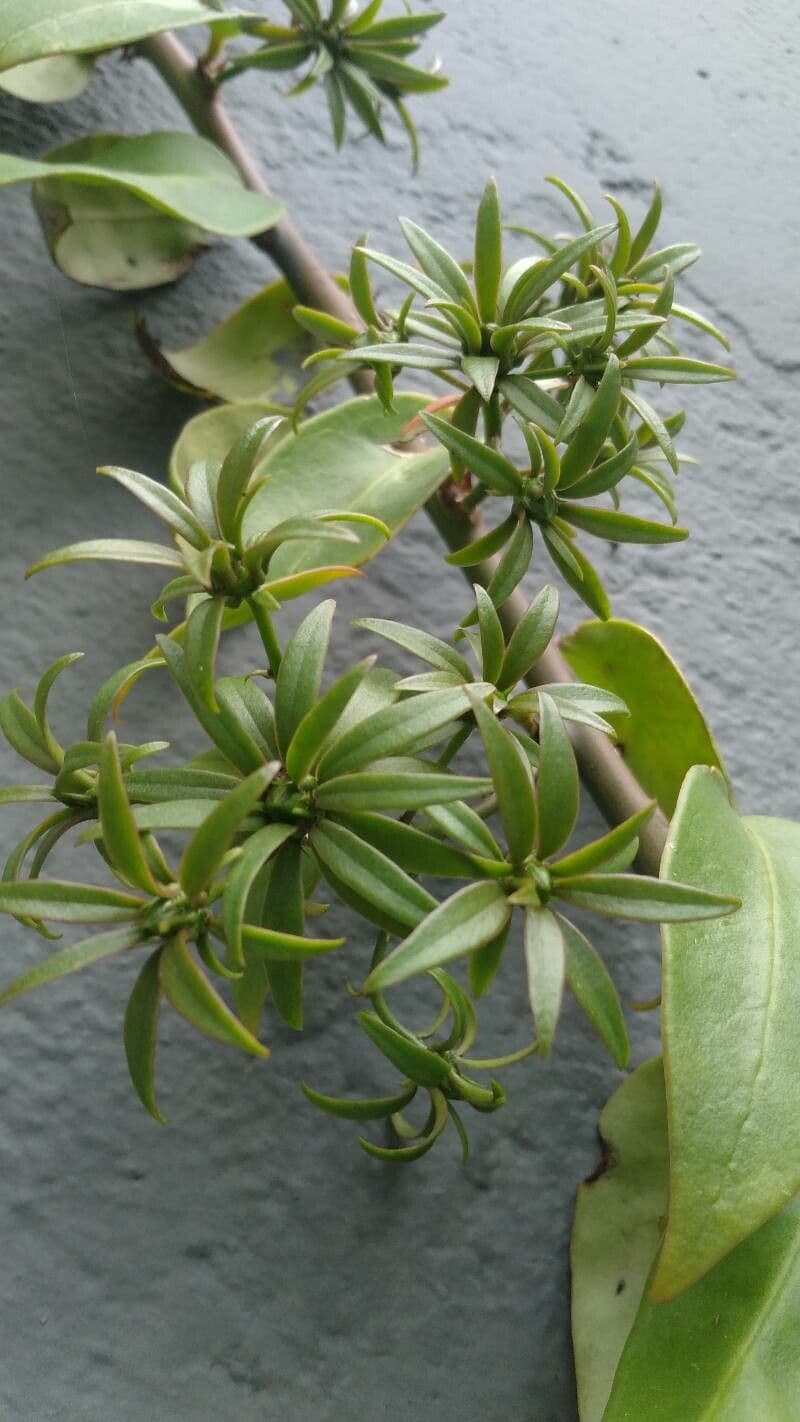 Pereskia aculeata