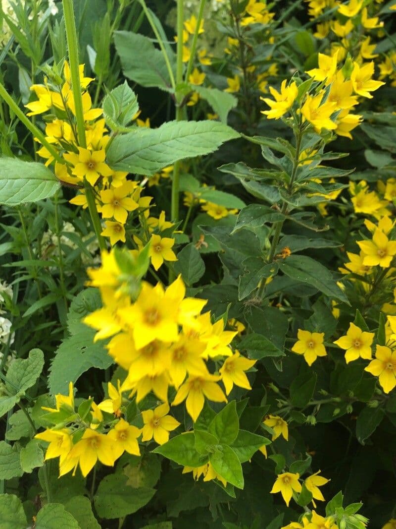 Lysimachia punctata