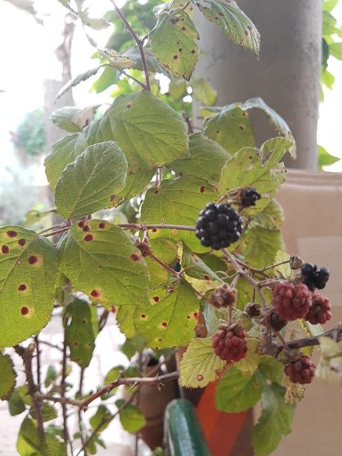 Rubus albiflorus