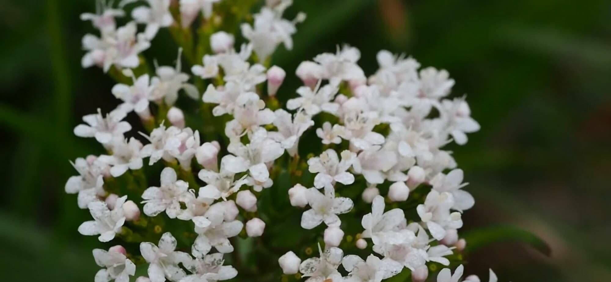 Valeriana tripteris