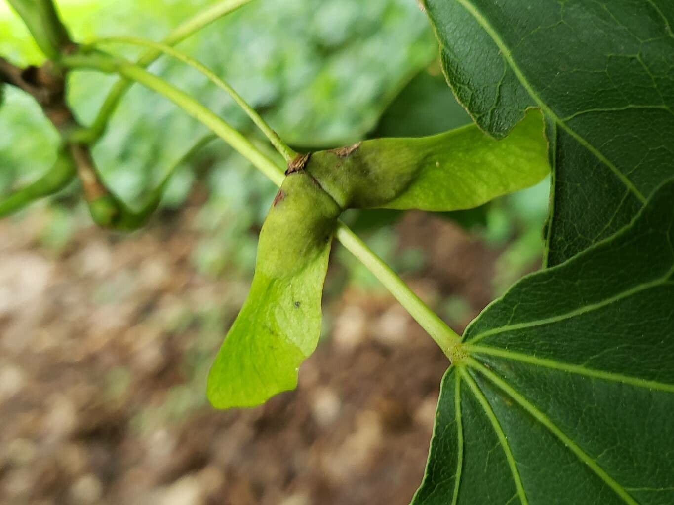 Acer truncatum