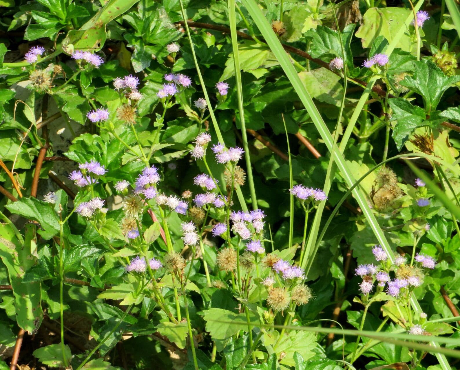 Cyanthillium cinereum