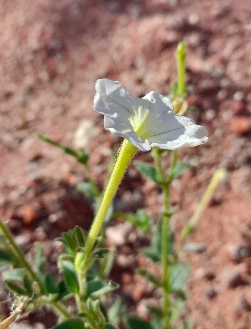 Petunia axillaris