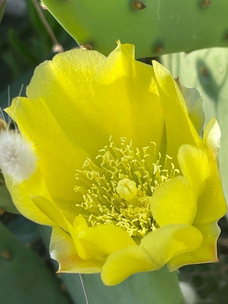 Opuntia stricta