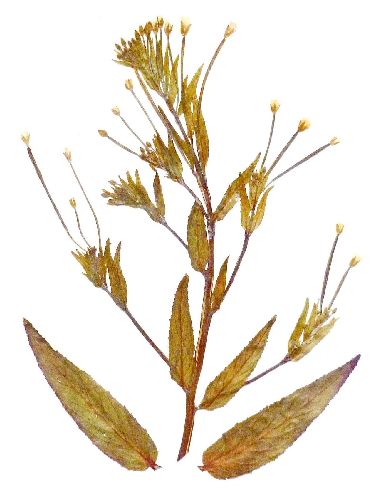 Epilobium roseum