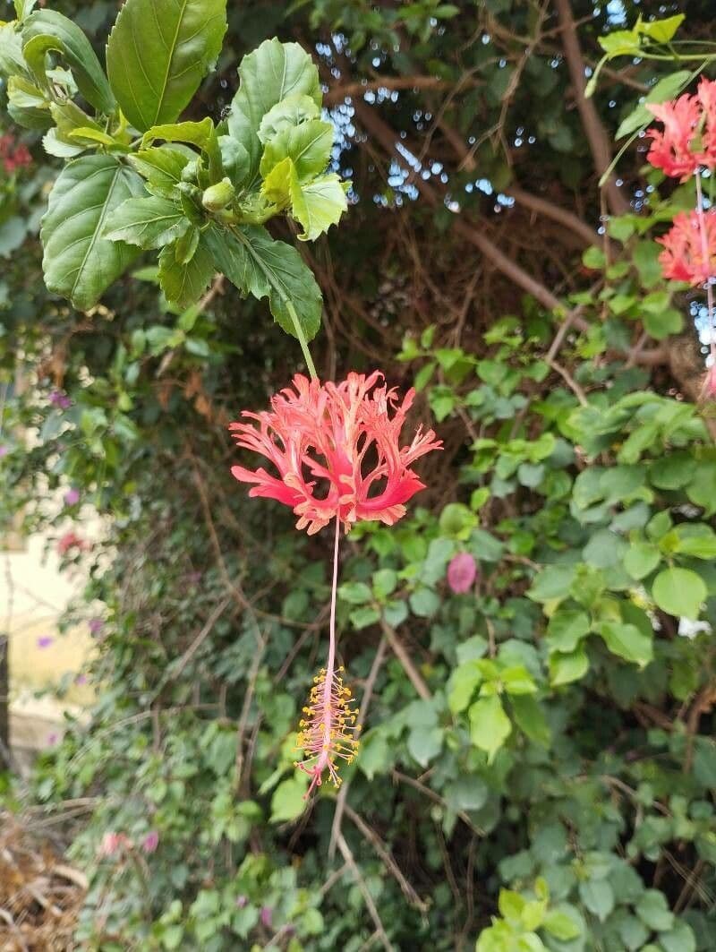 Hibiscus schizopetalus