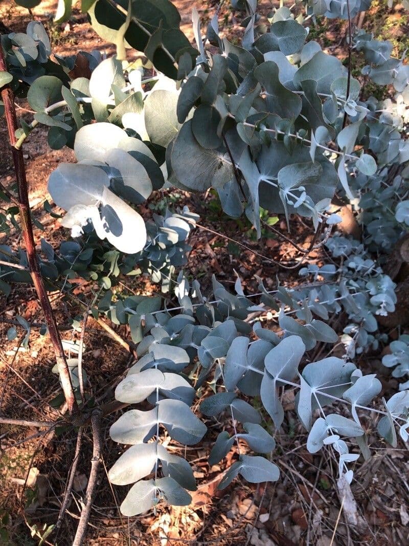 Eucalyptus pulverulenta