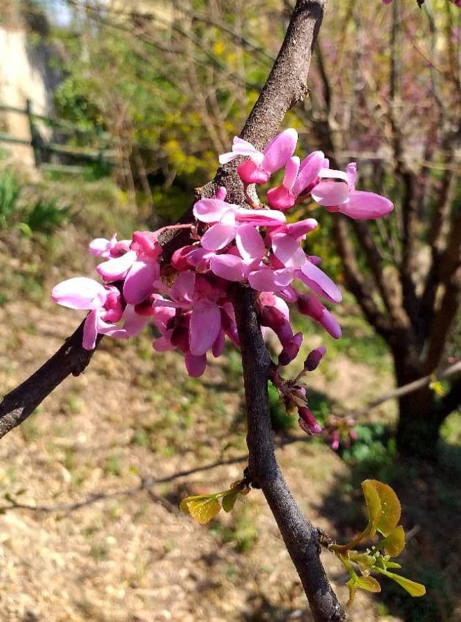 Cercis siliquastrum