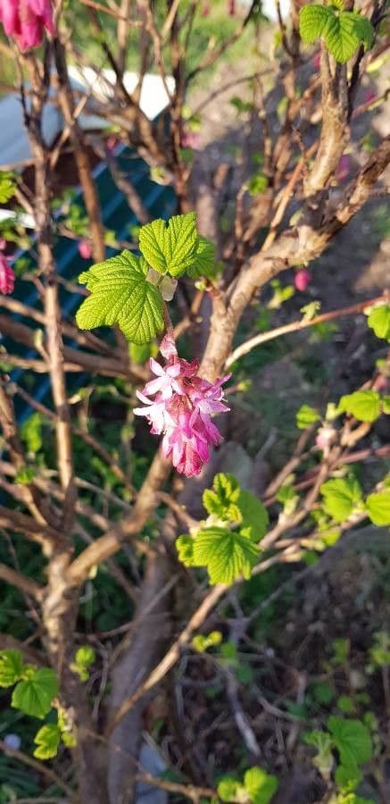 Ribes sanguineum