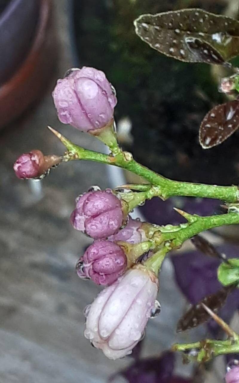 Citrus japonica