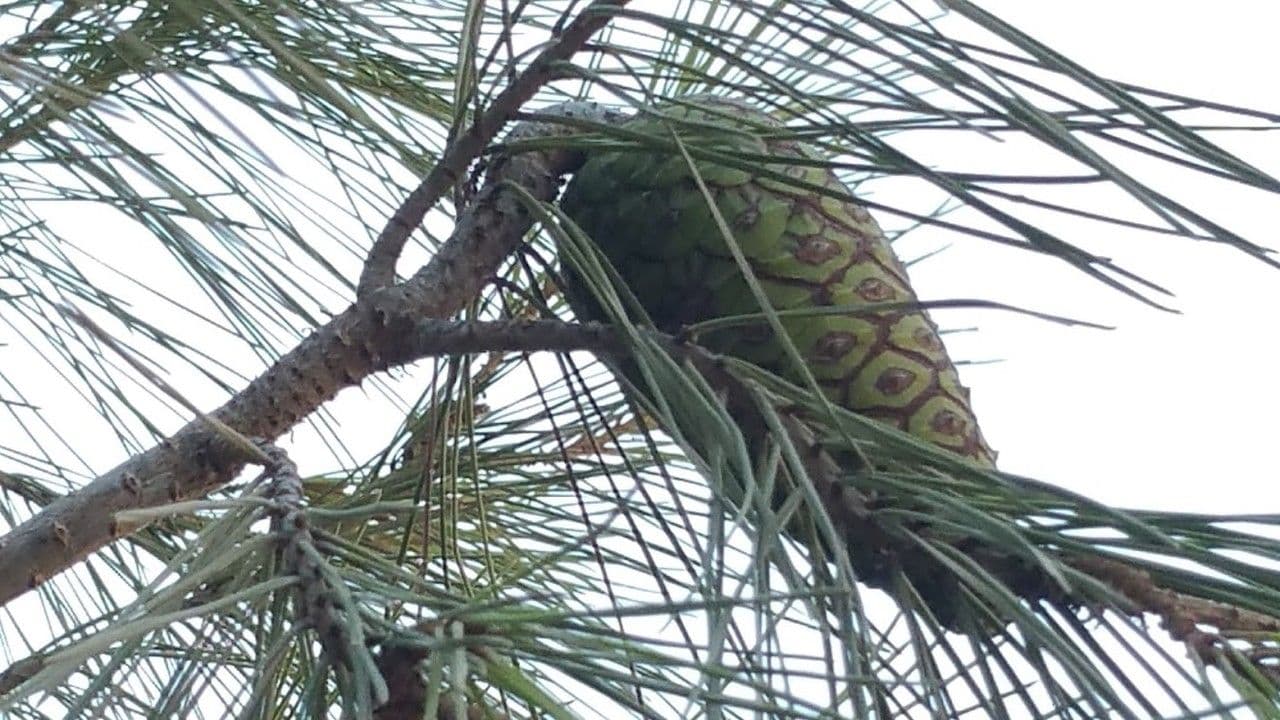 Pinus halepensis