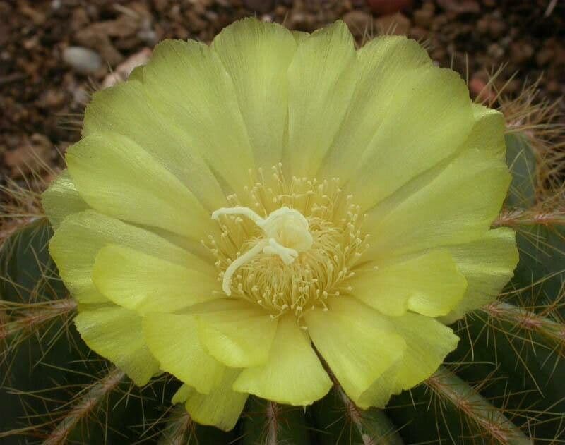 Parodia magnifica