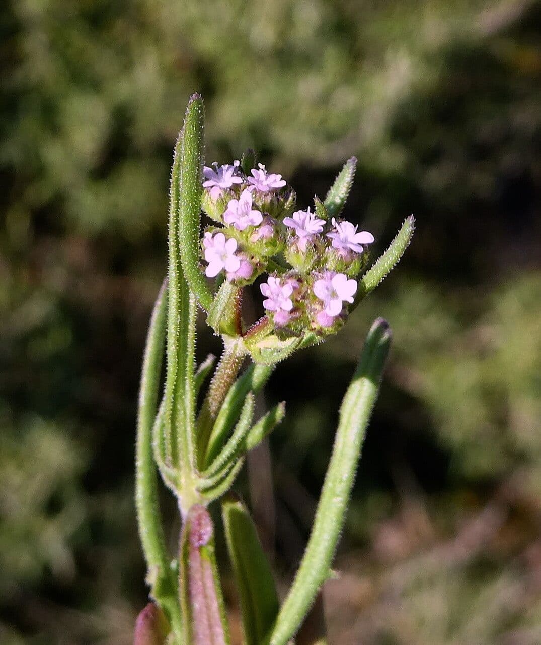 Valeriana eriocarpa