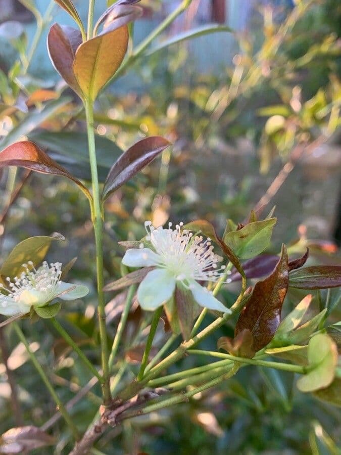 Eugenia involucrata