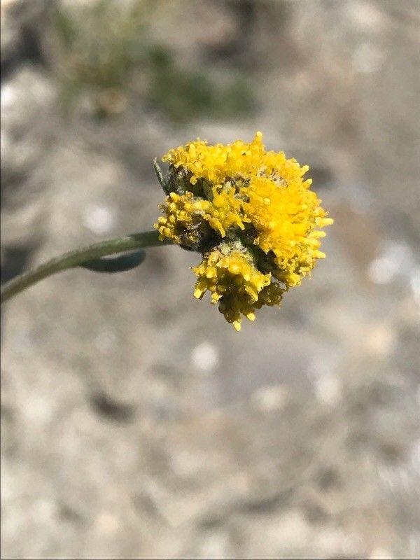 Artemisia glacialis