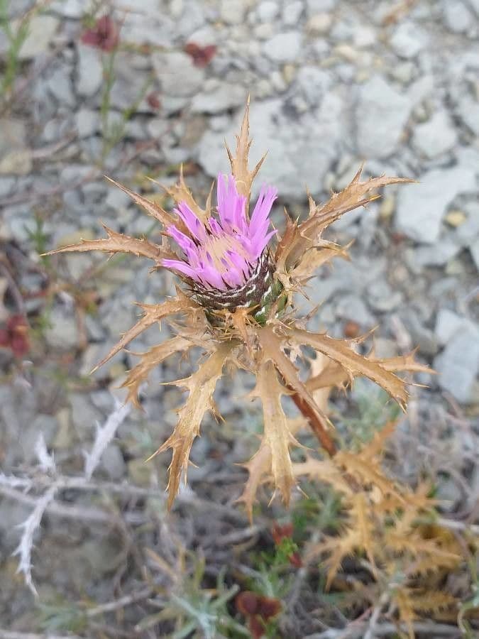 Atractylis humilis