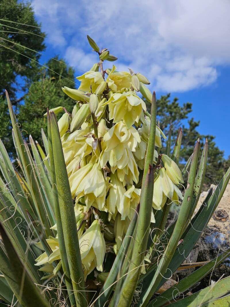 Yucca baccata