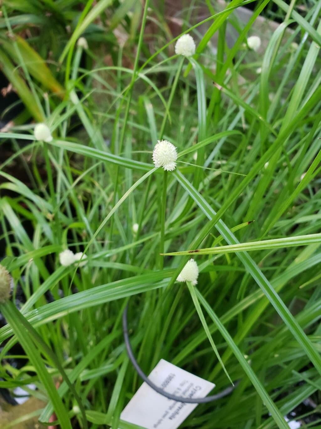 Cyperus brevifolius