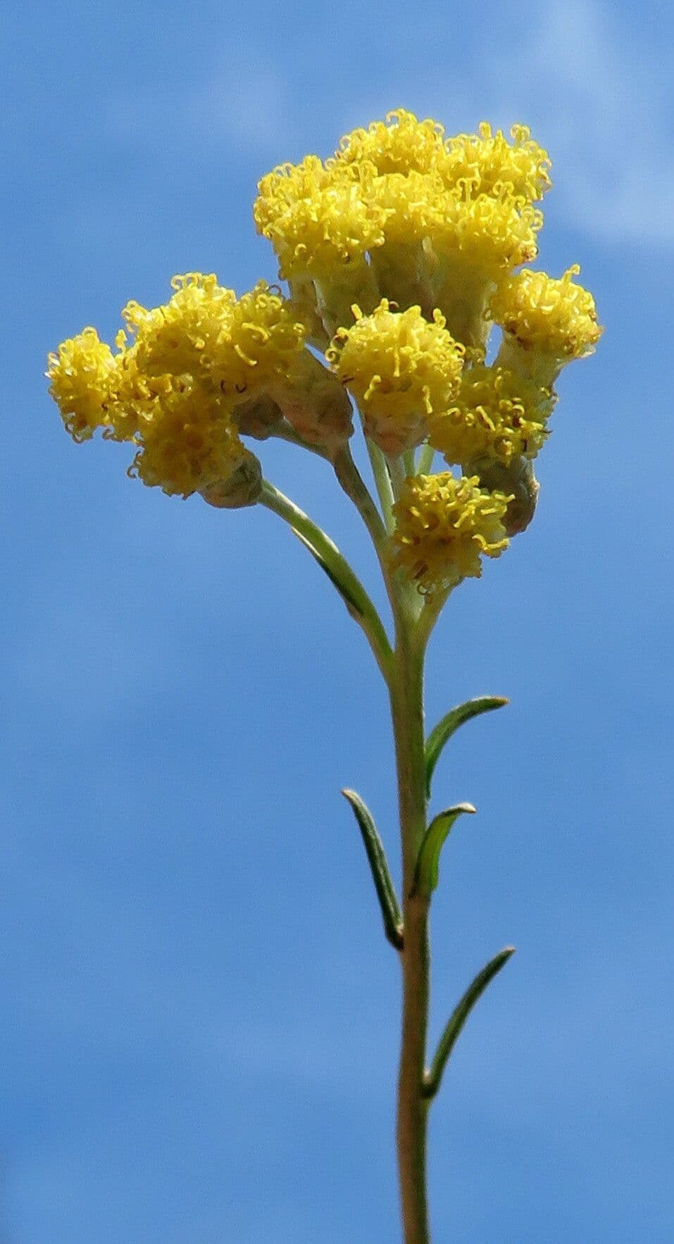 Helichrysum italicum