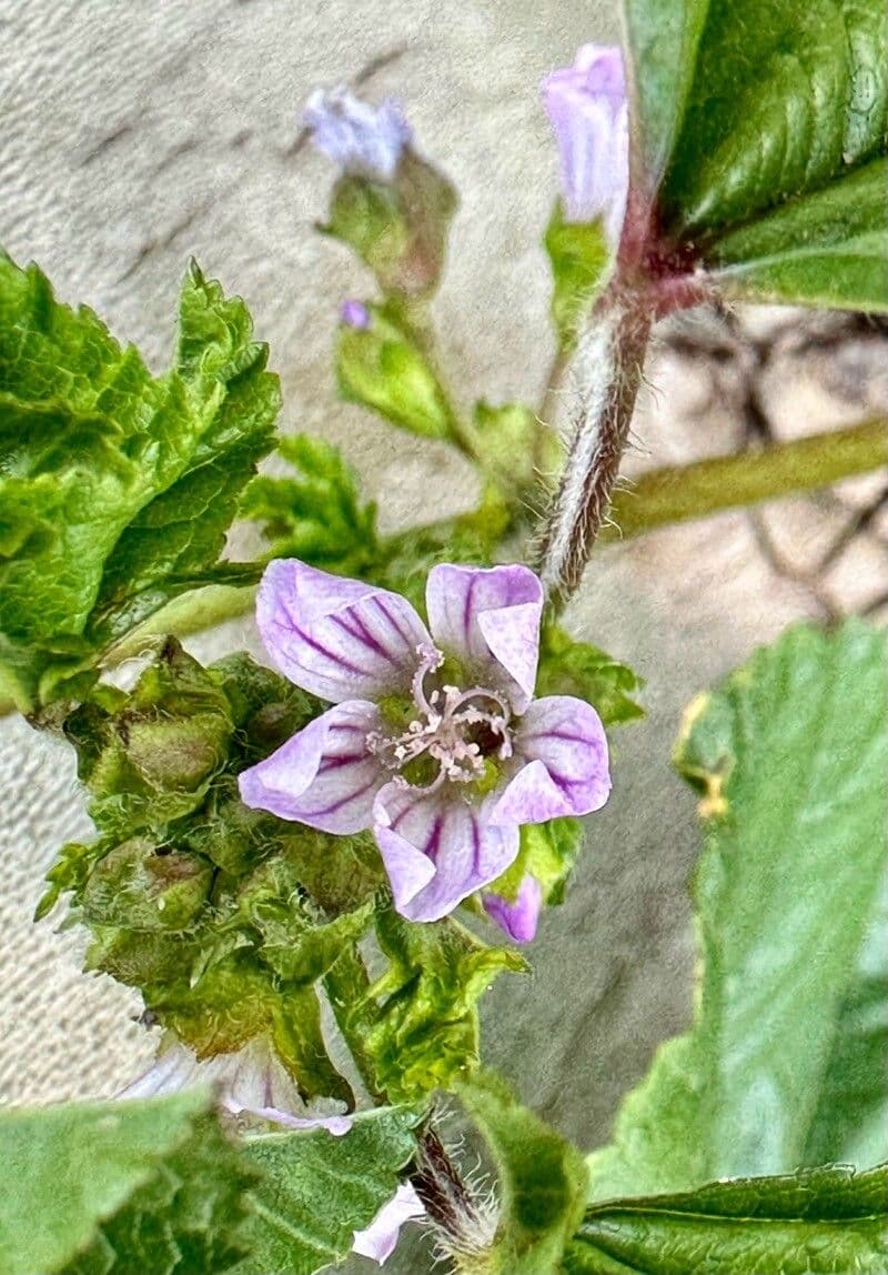 Malva nicaeensis