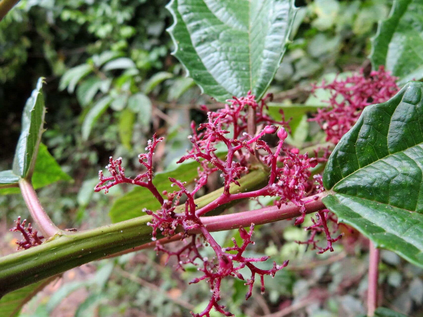 Urera baccifera