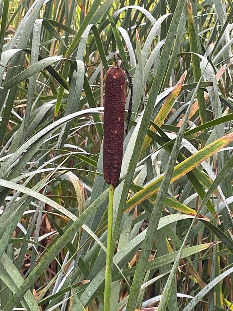 Typha latifolia