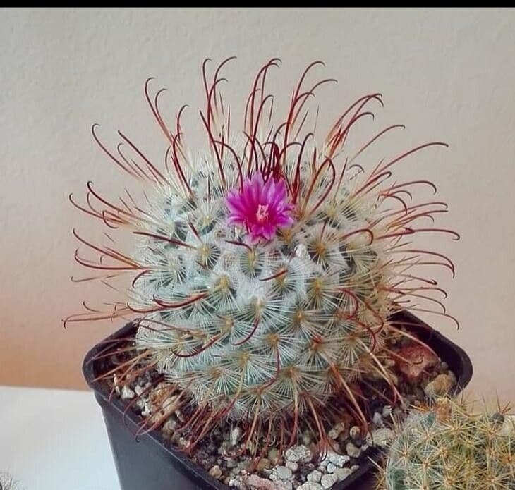 Mammillaria bombycina