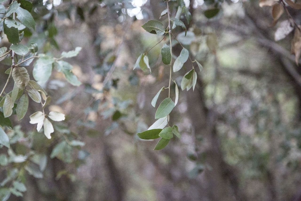 Quercus chrysolepis