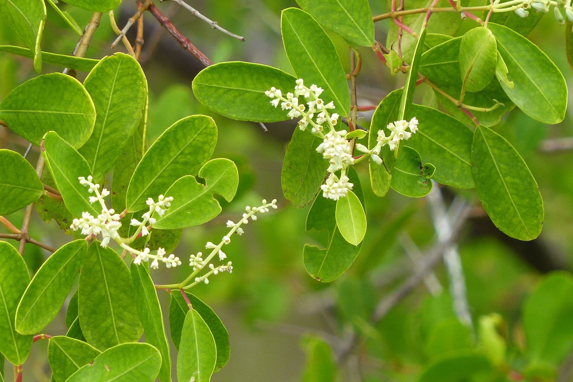 Laguncularia racemosa