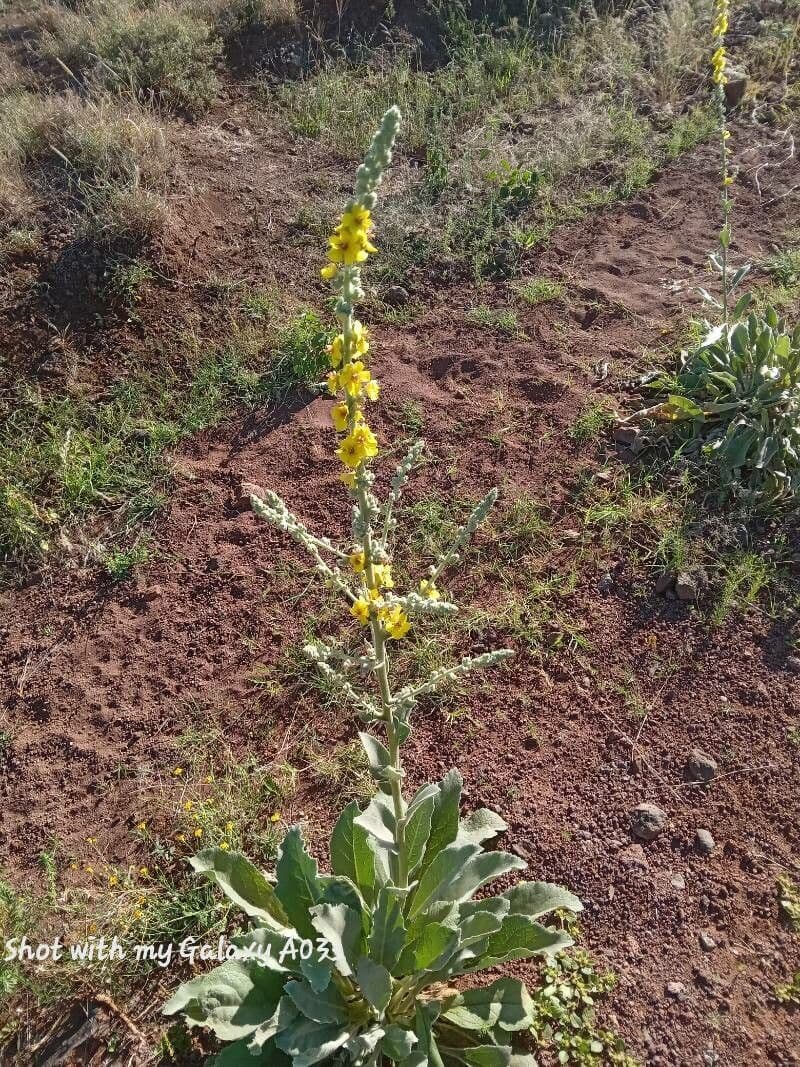 Verbascum sinaiticum