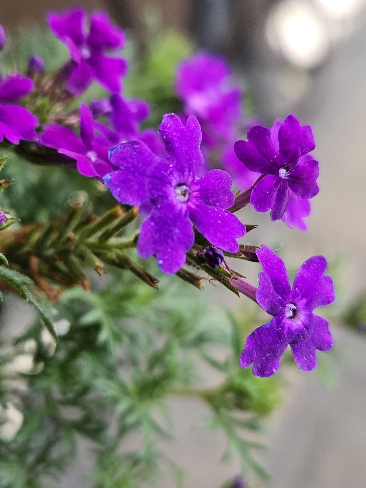 Verbena tenera