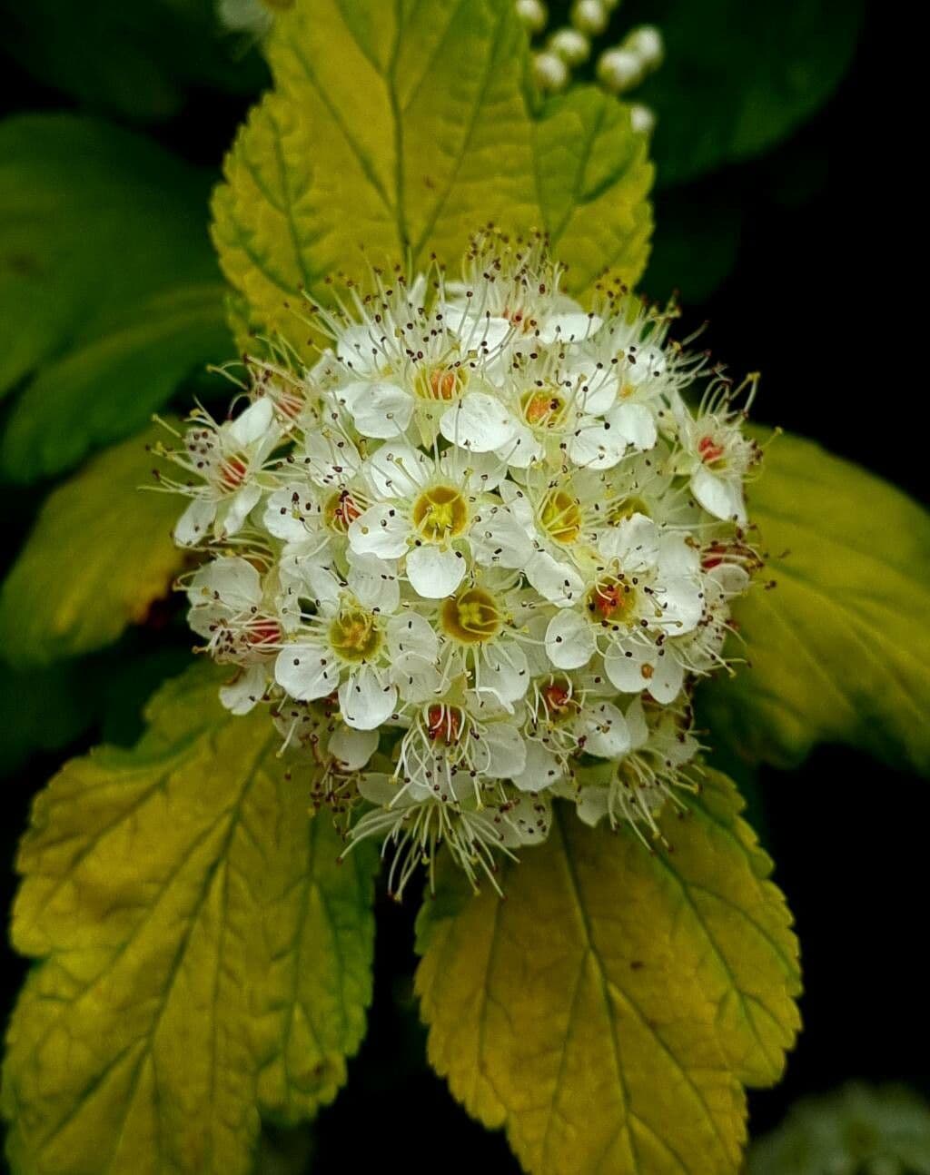 Physocarpus opulifolius