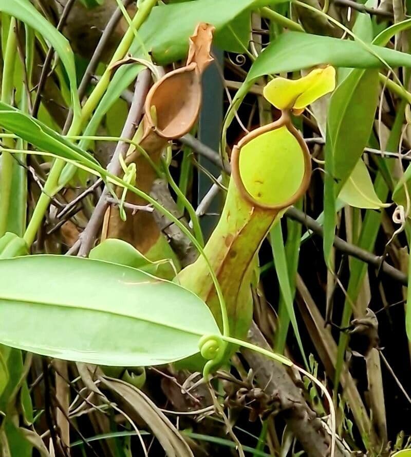 Nepenthes alata