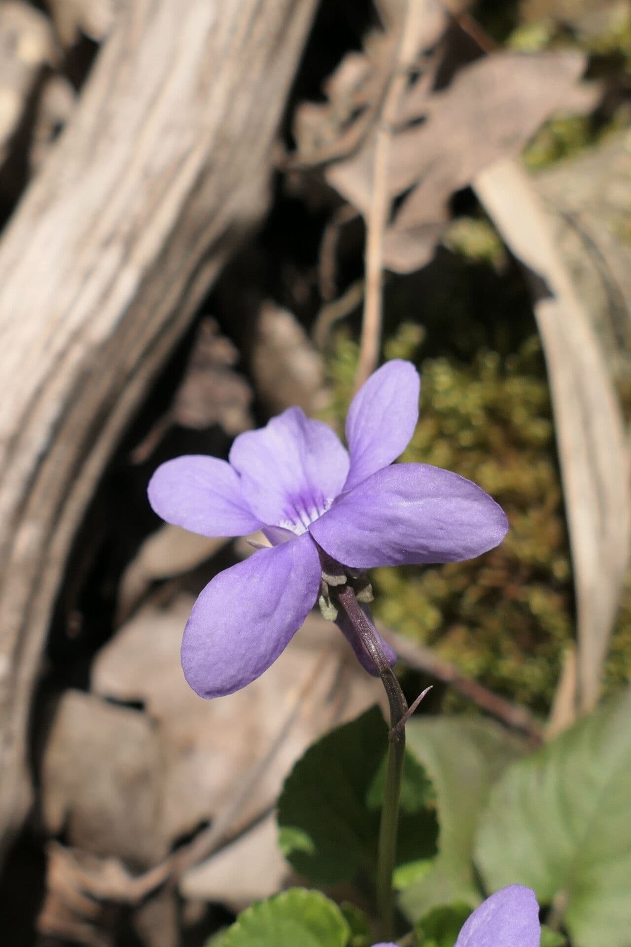 Viola reichenbachiana